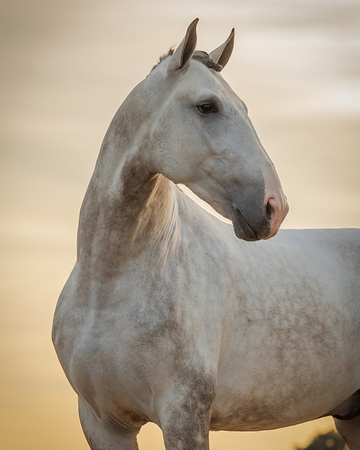 Lusitano Horses for Sale | Lusitano World