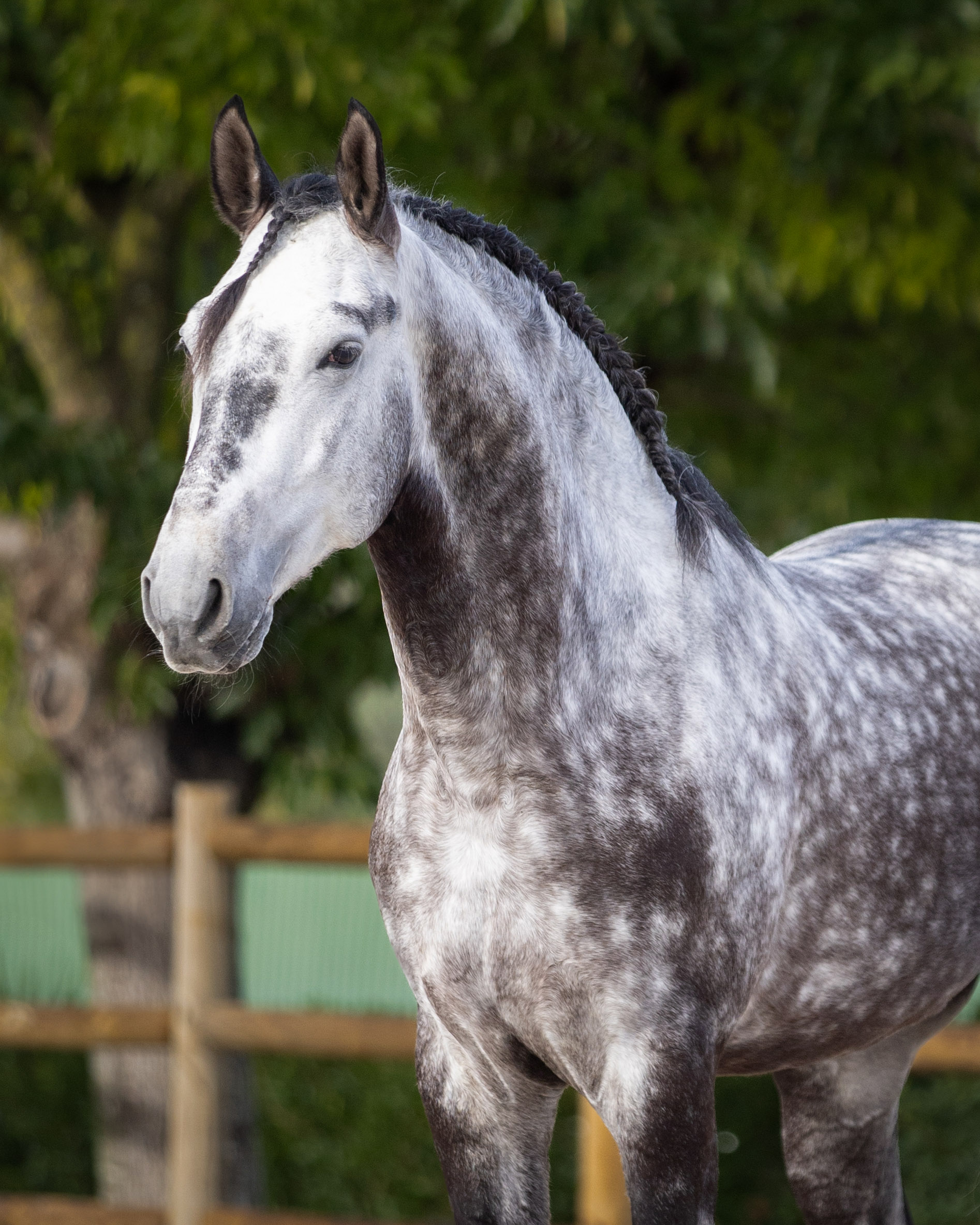 [REF #902] Charismatic Young Lusitano Stallion with tuns of Talent ...